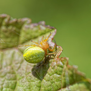 Araniella cucurbitina (Araneidae)  - Épeires concombres Landes [France] 17/05/2015 - 20m