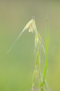 Avena fatua (Poaceae)  - Avoine folle, Folle avoine - Wild Oat Pyrenees-Orientales [France] 02/05/2015 - 40m