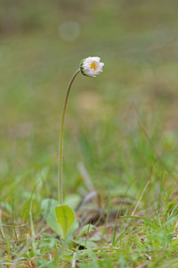 Bellis sylvestris (Asteraceae)  - Pâquerette sylvestre, Pâquerette des bois, Pâquerette d'Automne - Garden Daisy Jaen [Espagne] 05/05/2015 - 1240m