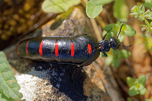 Berberomeloe majalis (Meloidae)  Nororma [Espagne] 06/05/2015 - 700m