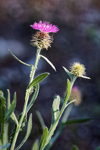 Centaurea seridis (Asteraceae)  - Centaurée à feuilles dendive Comarca de Alhama [Espagne] 12/05/2015 - 850m