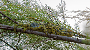 Chamaleo chamaleon (Chamaeleonidae)  - Caméléon commun - Chamaleon Comarca de la Costa Granadina [Espagne] 13/05/2015