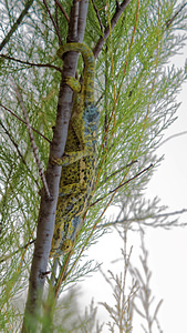 Chamaleo chamaleon (Chamaeleonidae)  - Caméléon commun - Chamaleon Comarca de la Costa Granadina [Espagne] 13/05/2015