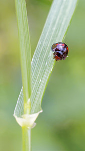 Chilocorus bipustulatus (Coccinellidae)  - Coccinelle des landes - Heather Ladybird Comarca de la Alpujarra Granadina [Espagne] 13/05/2015 - 1520m