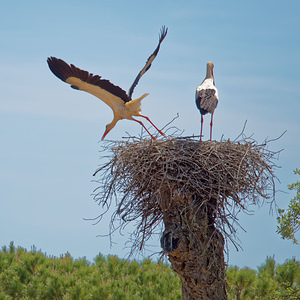 Ciconia ciconia (Ciconiidae)  - Cigogne blanche - White Stork El Condado [Espagne] 10/05/2015 - 40m