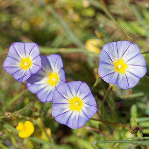 Convolvulus meonanthus (Convolvulaceae)  Sierra de Cadix [Espagne] 08/05/2015 - 800m