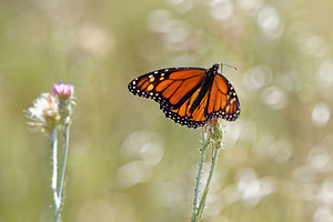 Danaus plexippus (Nymphalidae)  - Monarque, Monarque américain - Milkweed [butterfly] Comarca de la Costa Granadina [Espagne] 12/05/2015