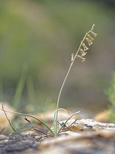 Dipcadi serotinum (Asparagaceae)  - Dipcadi tardif, Jacinthe tardive Valence [Espagne] 04/05/2015 - 470m