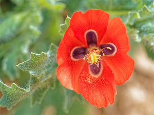 Glaucium corniculatum (Papaveraceae)  - Pavot cornu - Red Horned-poppy Albacete [Espagne] 04/05/2015 - 450m