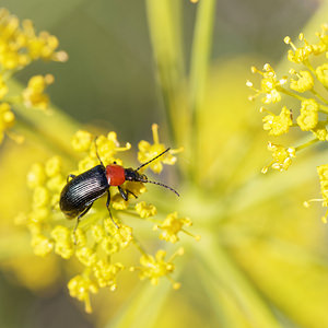 Heliotaurus ruficollis (Tenebrionidae)  Nororma [Espagne] 05/05/2015 - 600m