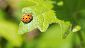 Henosepilachna argus (Coccinellidae)  - Coccinelle de la Bryone Aveyron [France] 02/05/2015 - 640m