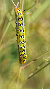 Hyles euphorbiae (Sphingidae)  - Sphinx de l'Euphorbe - Spurge Hawk-moth El Condado [Espagne] 10/05/2015