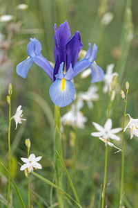 Iris xiphium (Iridaceae)  - Iris à feuilles en forme de glaive, Iris d'Espagne - Spanish Iris Sierra de Cadix [Espagne] 09/05/2015 - 880m