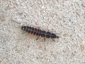 Lampyris noctiluca (Lampyridae)  - Ver luisant, Lampyre - Common Glow-worm Valence [Espagne] 04/05/2015 - 440m