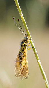 Libelloides ictericus (Ascalaphidae)  El Condado [Espagne] 09/05/2015 - 10m