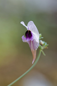 Linaria tristis (Plantaginaceae)  - Linaire triste Nororma [Espagne] 05/05/2015 - 620m