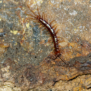 Lithobius  (Lithobiidae)  Nororma [Espagne] 05/05/2015 - 680m