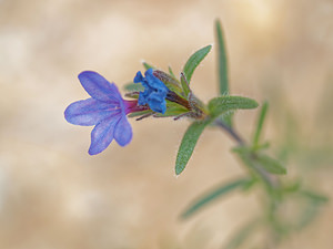 Lithodora fruticosa Lithodore ligneuse, Grémil ligneux