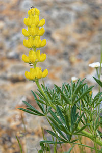 Lupinus luteus (Fabaceae)  - Lupin jaune, Lupin jaune soufre - Annual Yellow-lupin Sierra de Cadix [Espagne] 08/05/2015 - 800m