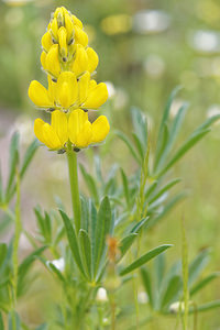 Lupinus luteus Lupin jaune, Lupin jaune soufre Annual Yellow-lupin