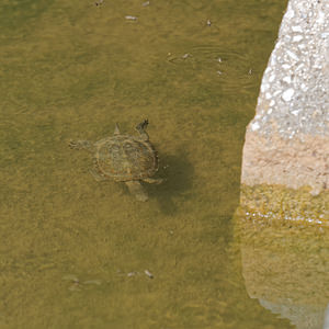 Mauremys leprosa (Geoemydidae)  - Émyde lépreuse - Spanish Terrapin Valle del Guadalhorce [Espagne] 07/05/2015 - 170m