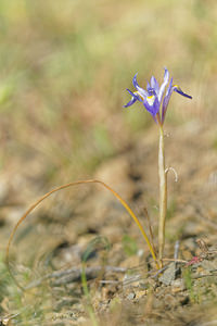 Moraea sisyrinchium (Iridaceae)  - Iris faux sisyrinque Antequera [Espagne] 06/05/2015 - 720m