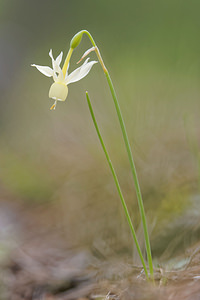 Narcissus triandrus (Amaryllidaceae)  - Narcisse à trois étamines - Angel's-tears Jaen [Espagne] 05/05/2015 - 1250m