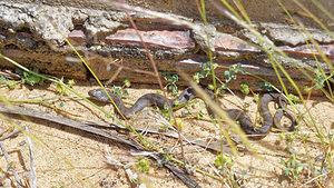 Natrix maura (Natricidae)  - Couleuvre vipérine - Viperine Snake El Condado [Espagne] 10/05/2015 - 40m