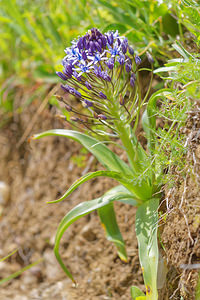 Oncostema peruviana (Asparagaceae)  - Scille du Pérou, Oncostème du Pérou - Portugese Squill Sierra de Cadix [Espagne] 08/05/2015 - 800m