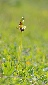Ophrys algarvensis (Orchidaceae)  - Ophrys d'Algarve Sierra de Cadix [Espagne] 08/05/2015 - 810m