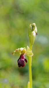 Ophrys algarvensis (Orchidaceae)  - Ophrys d'Algarve Sierra de Cadix [Espagne] 08/05/2015 - 810m