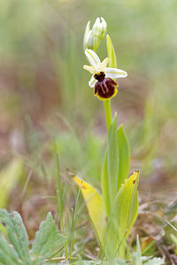 Ophrys castellana (Orchidaceae)  Jaen [Espagne] 05/05/2015 - 1260m