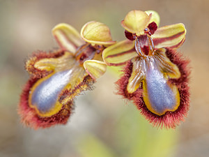 Ophrys speculum (Orchidaceae)  - Ophrys miroir, Ophrys cilié Albacete [Espagne] 04/05/2015 - 610m