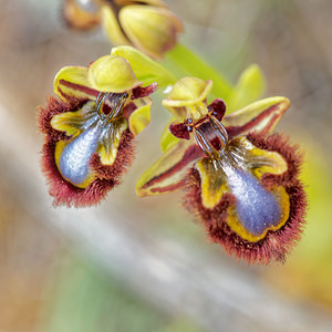 Ophrys speculum (Orchidaceae)  - Ophrys miroir, Ophrys cilié Albacete [Espagne] 04/05/2015 - 610m