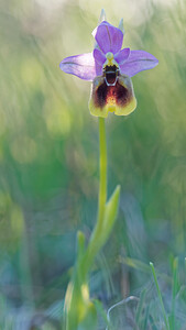 Ophrys tenthredinifera subsp. ficalhoana (Orchidaceae)  - Ophrys de Ficalho Sierra de Cadix [Espagne] 08/05/2015 - 1010m