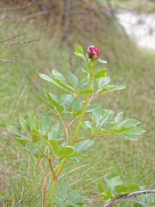 Paeonia coriacea (Paeoniaceae)  Jaen [Espagne] 04/05/2015 - 1310m