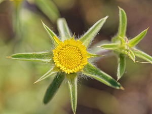 Pallenis spinosa (Asteraceae)  - Pallénide épineuse, Pallénis épineux, Astérolide épineuse Antequera [Espagne] 06/05/2015 - 710m