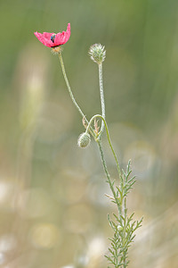 Papaver hybridum (Papaveraceae)  - Pavot hybride, Pavot hispide - Rough Poppy Valence [Espagne] 04/05/2015 - 450m