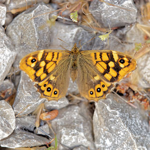 Pararge aegeria (Nymphalidae)  - Tircis, Argus des Bois, Égérie - Speckled Wood Albacete [Espagne] 04/05/2015 - 460m