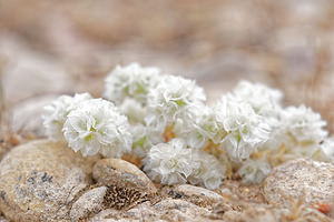 Paronychia capitata (Caryophyllaceae)  - Paronyque en tête, Paronyque à têtes Valence [Espagne] 04/05/2015 - 450m