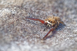 Pellenes tripunctatus (Salticidae)  Sierra de Cadix [Espagne] 08/05/2015 - 810m