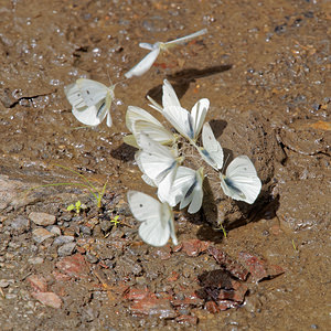 Pieris rapae (Pieridae)  - Piéride de la Rave, Petit Blanc du Chou, Petite Piéride du Chou - Small White Comarca de la Alpujarra Granadina [Espagne] 13/05/2015 - 1540m