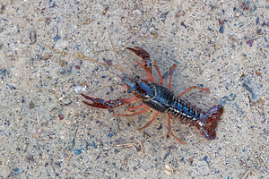 Procambarus clarkii (Cambaridae)  - Écrevisse de Louisiane, Écrevisse rouge de Louisiane, Écrevisse rouge des marais - Red swamp crayfish, Louisiana crayfish Valence [Espagne] 04/05/2015 - 440m