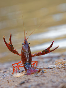 Procambarus clarkii (Cambaridae)  - Écrevisse de Louisiane, Écrevisse rouge de Louisiane, Écrevisse rouge des marais - Red swamp crayfish, Louisiana crayfish Valence [Espagne] 04/05/2015 - 440m