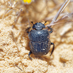 Scarabaeus variolosus (Scarabaeidae)  El Condado [Espagne] 10/05/2015 - 20m