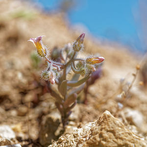 Sedum mucizonia (Crassulaceae)  - Orpin mucizonia Nororma [Espagne] 06/05/2015 - 640m