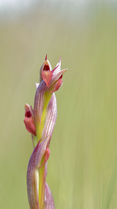 Serapias parviflora (Orchidaceae)  - Sérapias à petites fleurs - Small-flowered Tongue-orchid Pyrenees-Orientales [France] 02/05/2015 - 40m