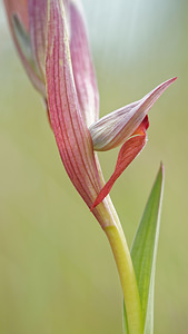 Serapias vomeracea (Orchidaceae)  - Sérapias en soc, Sérapias à labelle long, Sérapias à labelle allongé Pyrenees-Orientales [France] 02/05/2015 - 40m