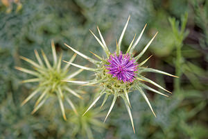 Silybum marianum (Asteraceae)  - Silybe de Marie, Chardon marie, Chardon marbré - Milk Thistle Valence [Espagne] 04/05/2015 - 440m