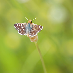 Spialia sertorius (Hesperiidae)  - Hespérie des Sanguisorbes, Sao, Roussâtre, Tacheté Pyrenees-Orientales [France] 02/05/2015 - 40m